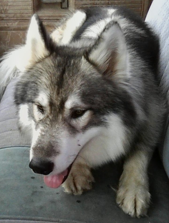 Cherokee the wolf, inspiration behind Wolf Pride Home Improvements